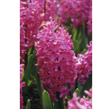 Blumenzwiebel Hyazinthe FloraSelf 'Jan Bos' 5 Stück