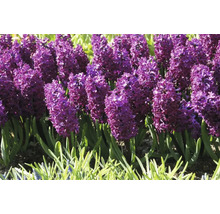 Blumenzwiebel Hyazinthe FloraSelf 'Woodstock' 5 Stück