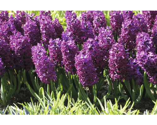 Nahaufnahme von lila Hyazinthen im Gartenbeet.