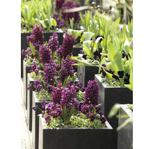 Blumenzwiebel Hyazinthe FloraSelf 'Woodstock' 5 Stück