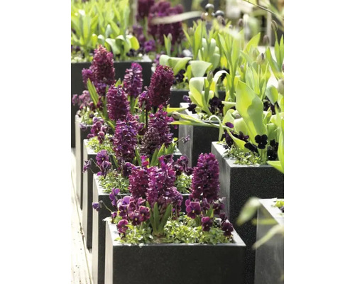 Reihe quadratischer Pflanzgefäße mit Hyazinthen und anderen Frühlingsblumen
