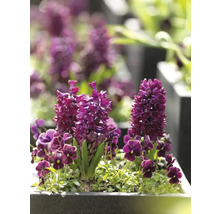 Blumenzwiebel Hyazinthe FloraSelf 'Woodstock' 5 Stück