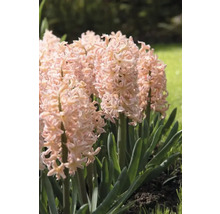 Blumenzwiebel Hyazinthe FloraSelf 'Gipsy Queen' 5 Stück