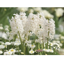 Blumenzwiebel Hyazinthe FloraSelf 'Orientalis Weiss' 5 Stück