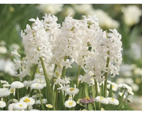 Weisse Hyazinthen und Gänseblümchen im Gartenbeet