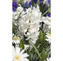 Blumenzwiebel Hyazinthe FloraSelf 'Orientalis Weiss' 5 Stück