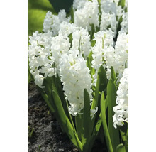 Blumenzwiebel Hyazinthe FloraSelf 'Orientalis Weiss' 5 Stück