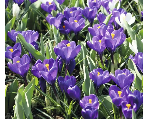 Nahaufnahme von Krokussen im Gartenbeet