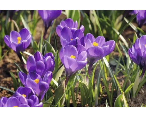 Nahaufnahme von blühenden Krokussen im Garten