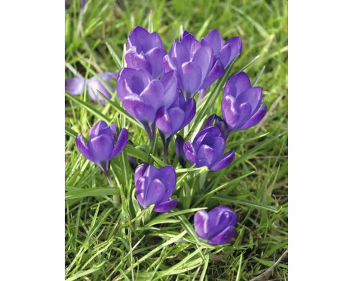 Blühende Krokusse im Gras