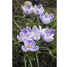 Nahaufnahme von Krokussen im Gartenbeet.