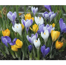 Blühende Krokusse im Gartenbeet