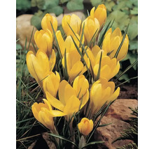 Bulbes de crocus FloraSelf 'Yellow Mammouth' 12 pièces