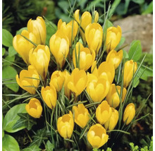 Bulbes de crocus FloraSelf 'Yellow Mammouth' 12 pièces