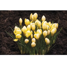 Gelbe Krokusse im Gartenboden