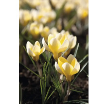 Gelbe Krokusse im Gartenbeet