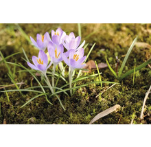 Krokusblüten im Gartenbeet
