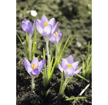 Bulbes de crocus FloraSelf 'Barr's Purple' 15 pièces