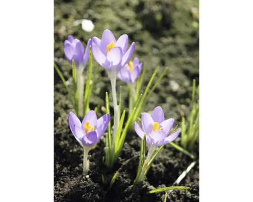 Krokusse im Gartenbeet
