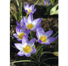 Bulbes de crocus FloraSelf 'Tricolor' 15 pièces
