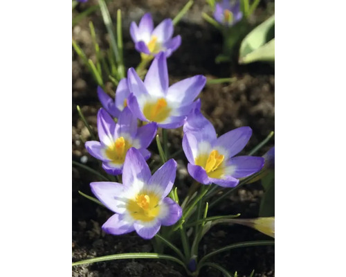 Nahaufnahme von Krokussen im Gartenbeet