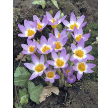 Bulbes de crocus FloraSelf 'Tricolor' 15 pièces