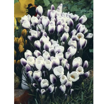 Bulbes de crocus FloraSelf 'Prins Claus' 12 pièces