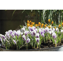 Bulbes de crocus FloraSelf 'Prins Claus' 12 pièces