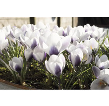Bulbes de crocus FloraSelf 'Prins Claus' 12 pièces