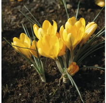 Gelbe Krokusse im Gartenbeet