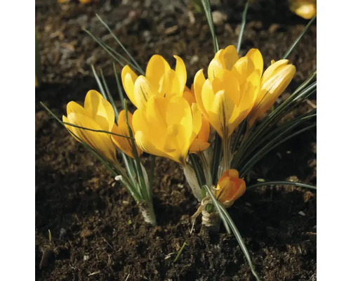Gelbe Krokusse im Gartenbeet