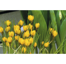 Gelbe Krokusse im Beet