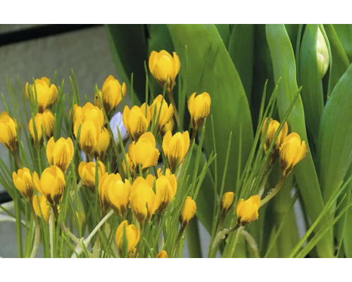 Gelbe Krokusse im Beet