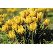 Gelbe Krokusse im Gartenbeet