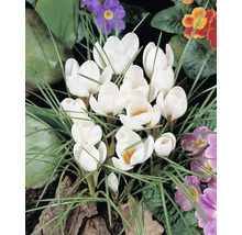 Bulbes de crocus FloraSelf 'Ard Schenk' 12 pièces