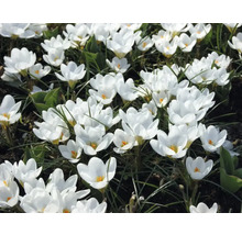 Bulbes de crocus FloraSelf 'Ard Schenk' 12 pièces
