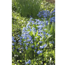 Blumenzwiebel Blausternchen FloraSelf 'Siberica' 12 Stück