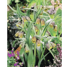 Blumenzwiebel Kaiserkrone FloraSelf 'Uva-Vulpis' 10 Stück