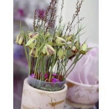 Blumenzwiebel Kaiserkrone FloraSelf 'Uva-Vulpis' 10 Stück