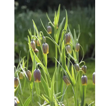 Blumenzwiebel Kaiserkrone FloraSelf 'Uva-Vulpis' 10 Stück