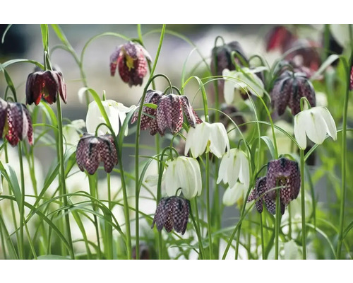 Feld mit Schachbrettblumen und weißen Tulpen