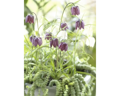 Schachbrettblumen mit grünen Pflanzen in einem Topf