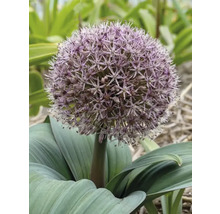 Blühender Zierlauch im Garten