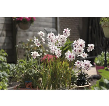 Blumenzwiebel Klebschwertel FloraSelf 'Spotlight' 20 Stück