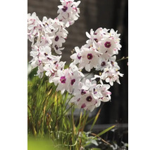 Blumenzwiebel Klebschwertel FloraSelf 'Spotlight' 20 Stück