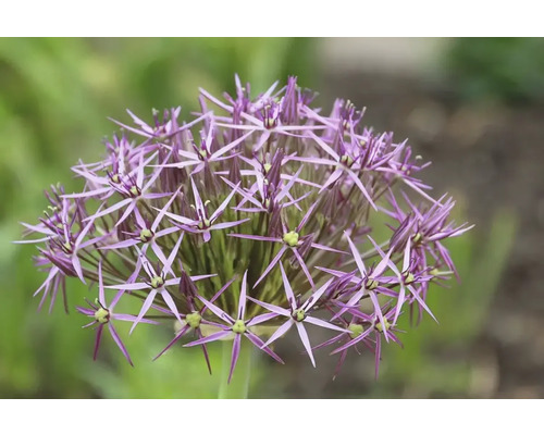 Nahaufnahme einer lila Zierlauchblüte