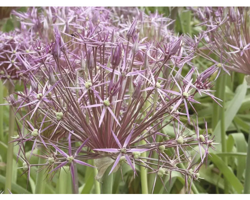 Nahaufnahme einer blühenden Allium-Pflanze im Garten