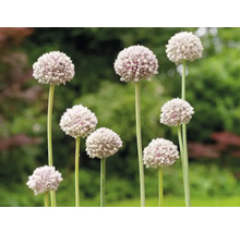 Bulbes d'ail d'ornement FloraSelf 'Ping Pong' 12 pièces