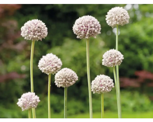 Blühender Zierlauch im Garten