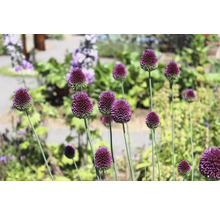 Bulbes d'ail d'ornement FloraSelf 'Spaerocephalum' 20 pièces
